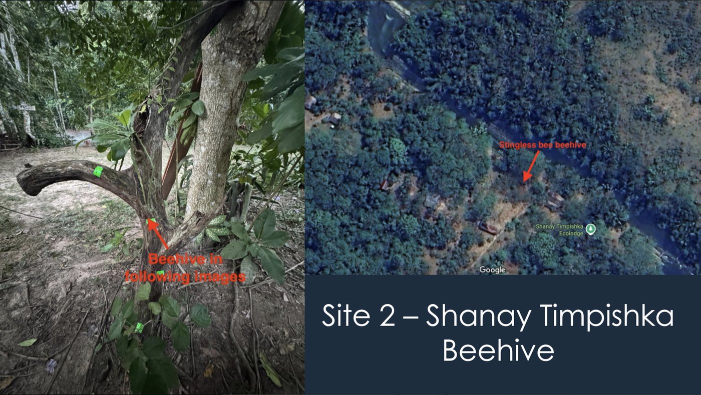 Site 2 — Shanay Timpishka beehive