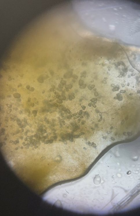 Yellow algae with carbonate deposits under ~500× zoom