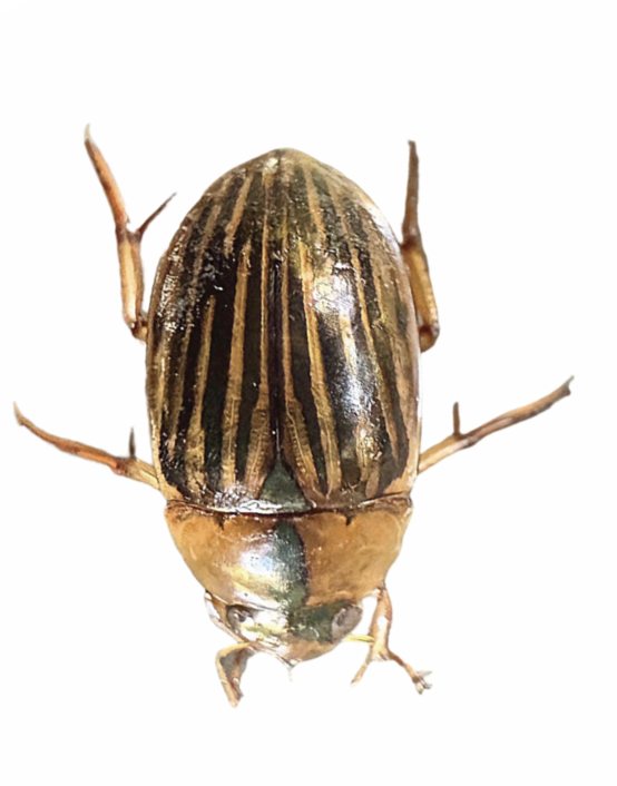 Yellow striped beetle, iPhone 16 Pro macro lens