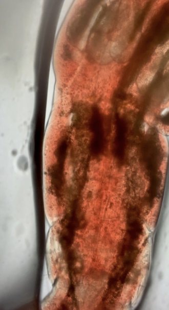 Red worm larva under ~500× zoom