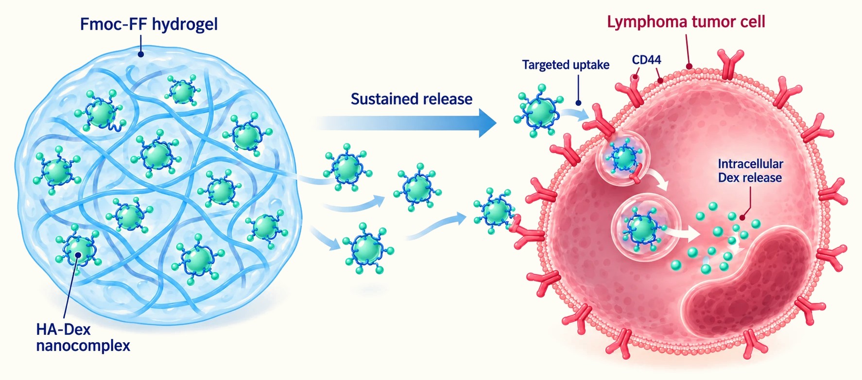 Illustration: HA–dexamethasone nanocomplexes released from an Fmoc-FF hydrogel bind CD44 receptors on a lymphoma cell, are taken up, and release dexamethasone inside the cell