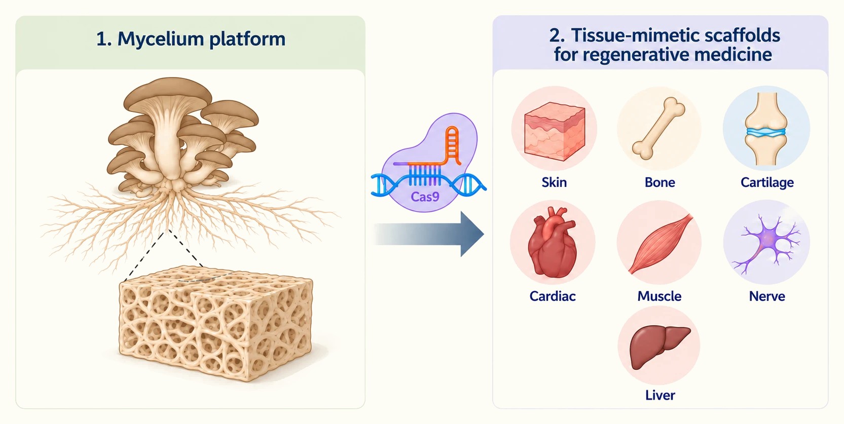 Illustration: a mushroom and its branching mycelium, grown into a porous scaffold and edited with Cas9, becomes tissue-mimetic scaffolds for skin, bone, cartilage, cardiac, muscle, nerve, and liver